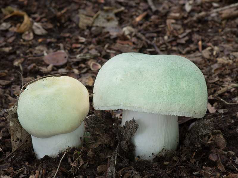 Russula virescens